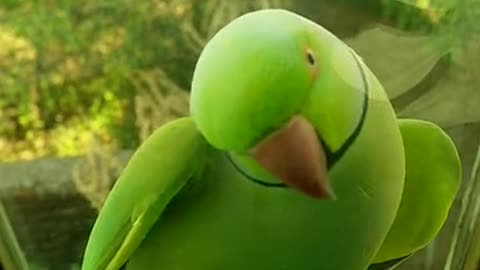 Parrot