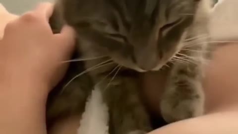 Cat Funny Videos...( Massage 😌❤️😂🔥) #catlove#love