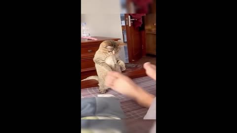 funny anikmals cat-dog /happy pet