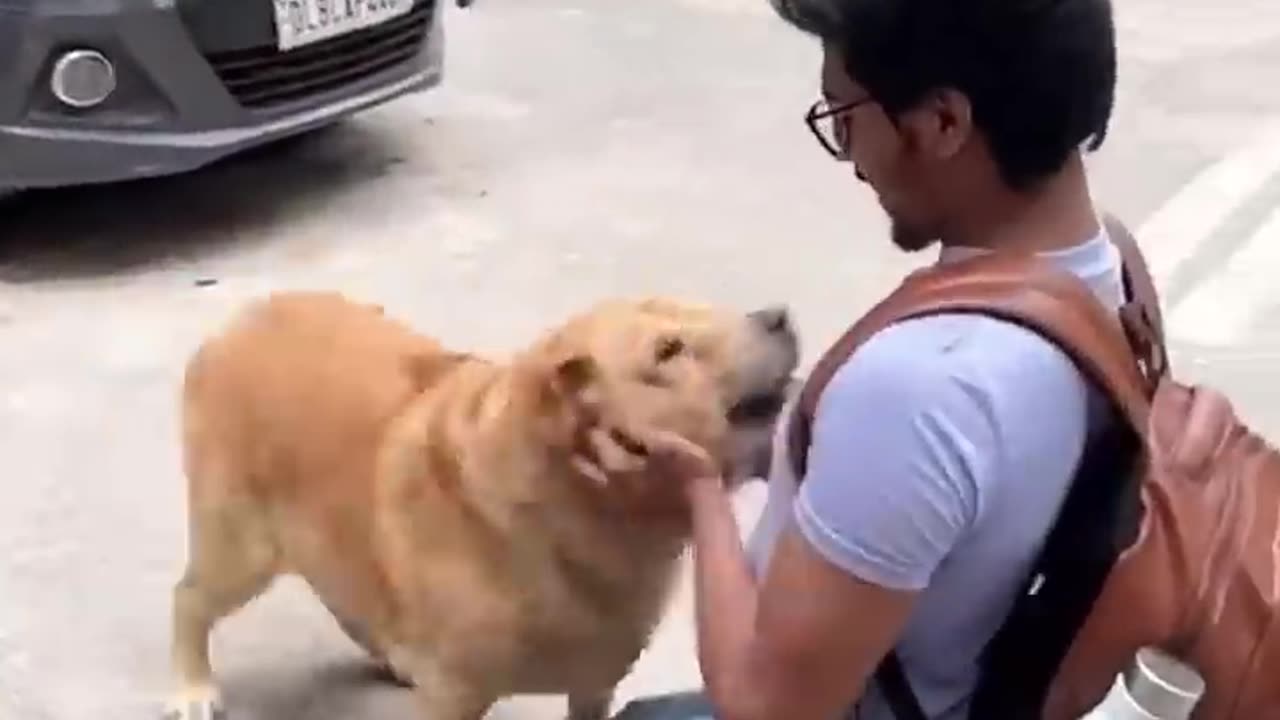 Meeting my dog after long time