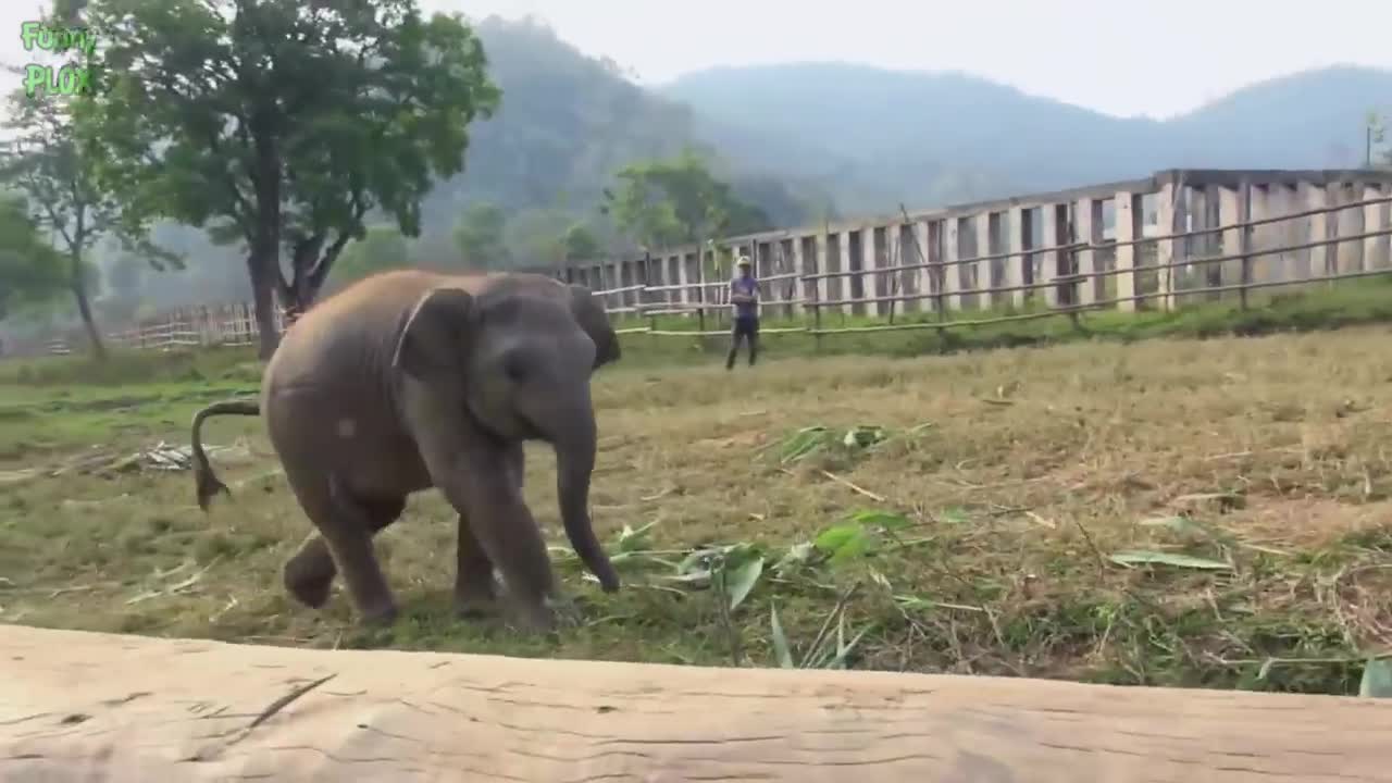 Most Funny and Cute Baby Elephant Videos Compilation