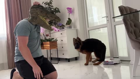 German Shepherd Puppy Pranked By Crocodile Mask!