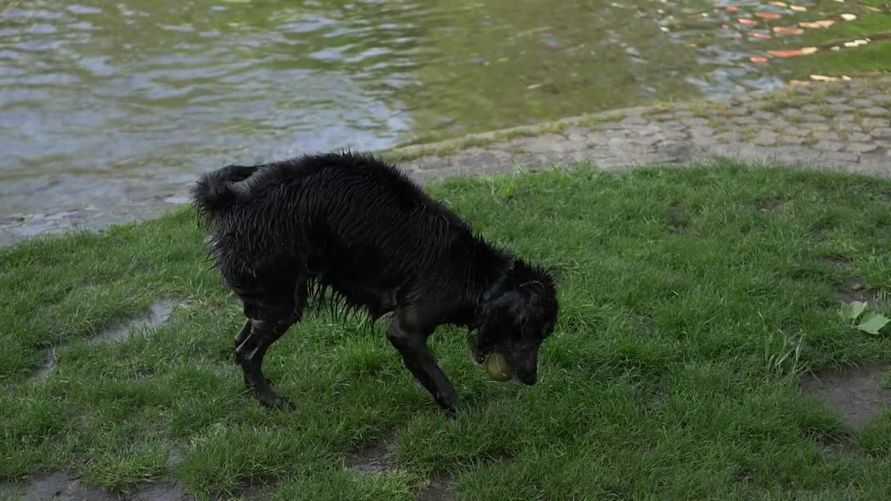 dog playing ball