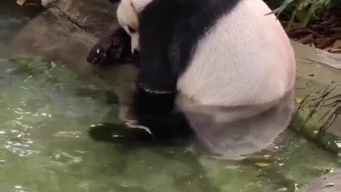 Who has hurt your heart, panda?