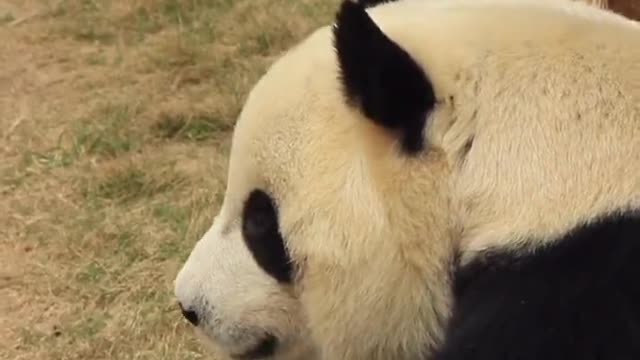 The lovely giant panda