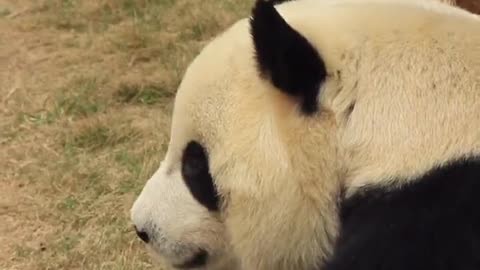 The lovely giant panda