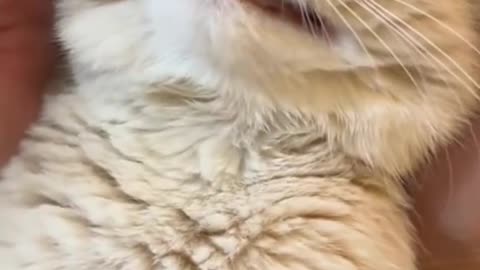 funny cat moment