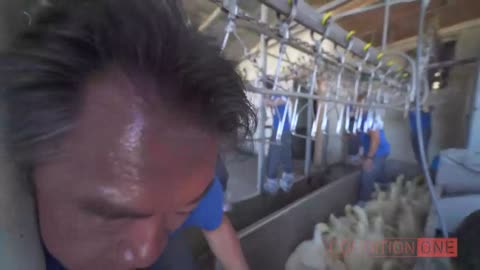 animal rights group chain themselves