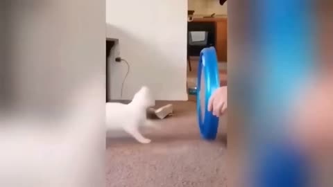 Funny Animal Video: Cat, Dog, Never Seen Before (Ep7)