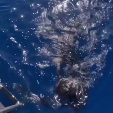 Two Tiger Sharks Charge 😱😱😱