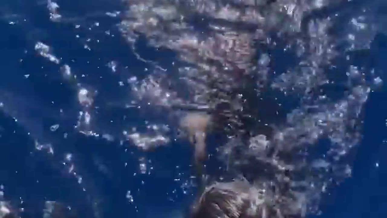Two Tiger Sharks Charge 😱😱😱
