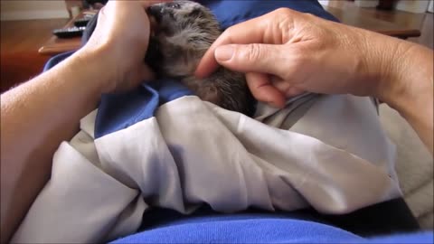 Baby hedgehog video