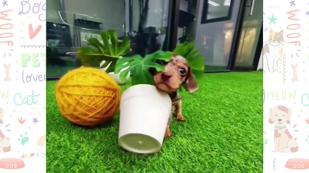 Cute Puppies Video