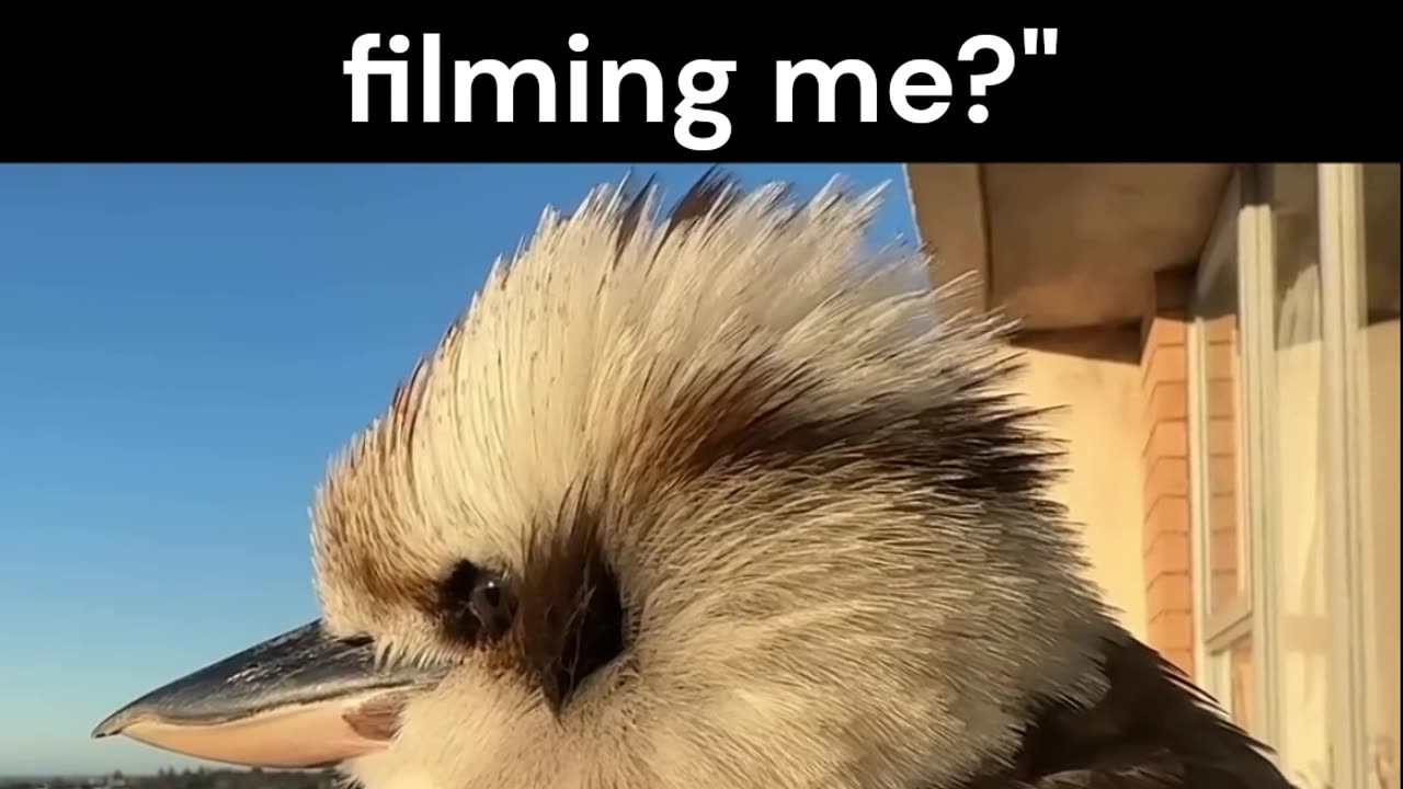 Kookaburra Bird says Are you filming me