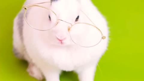 Cute Animals #3/Cute Rabbit/reading rabbit