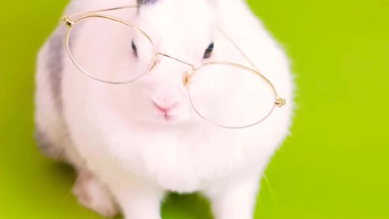 Cute Animals #3/Cute Rabbit/reading rabbit