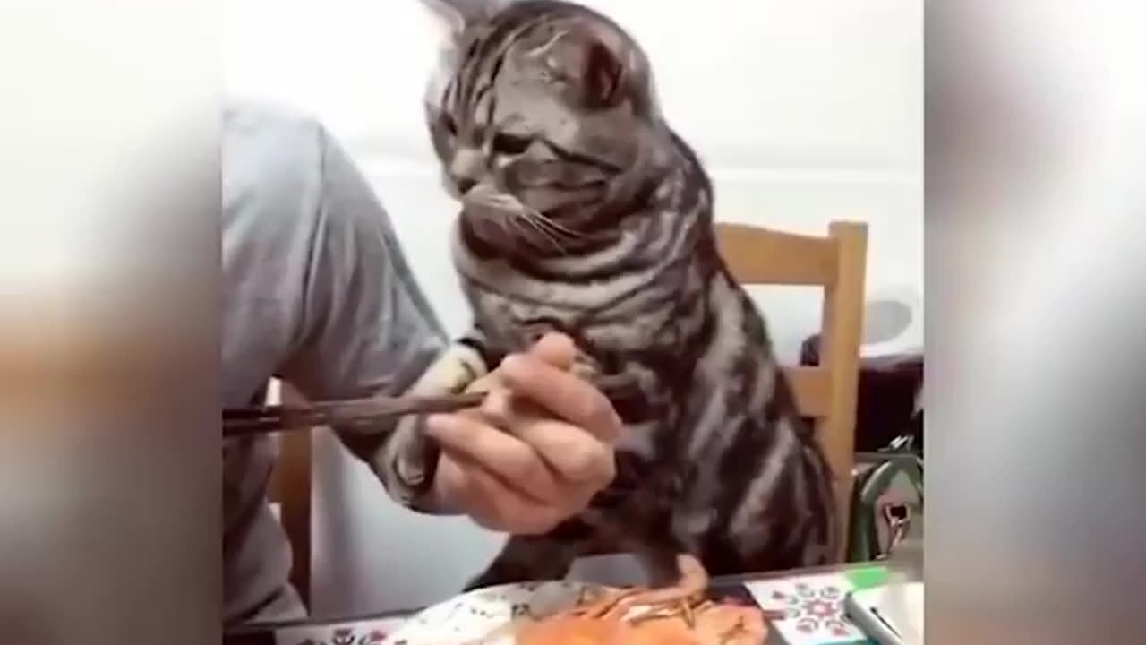 Best Funny Cats Videos in 2023 π€£ - Funniest Cats And Dogs Videos πΊπΆππ€£