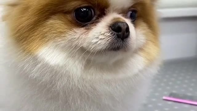 #pets #petlover #dog