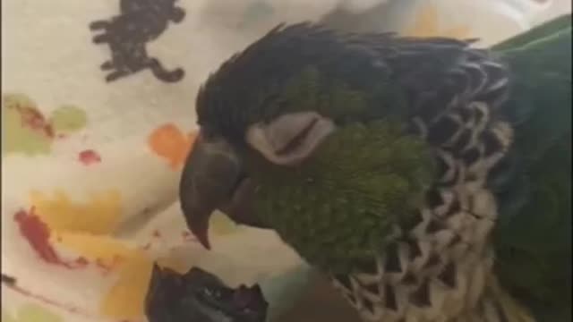 Funny Parrots Compilation