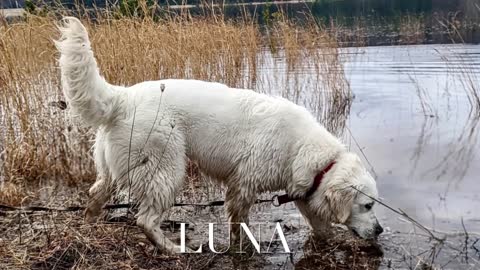 LUNA, Trained English Golden Retriever from Golden Savannah