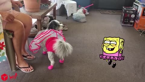 YOU WILL LAUGH SO HARD , THAT YOU WILL FAINT !!!