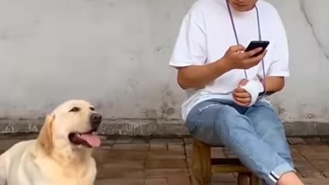 When a dog has a hobby of teasing the owner 🤣🤣🤣