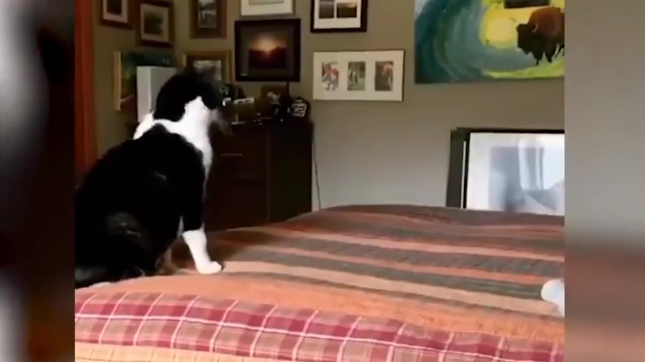 Funny Animals Compilation | #Cats | #Dogs | #Funny #Pets #2022