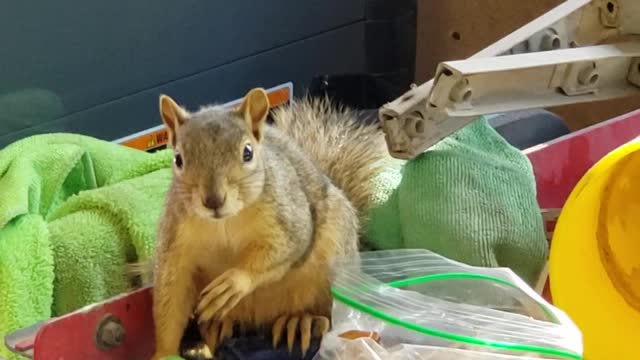 Squirrel is SHOCKED for stealing peanuts.