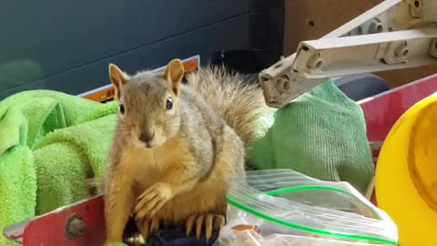 Squirrel is SHOCKED for stealing peanuts.