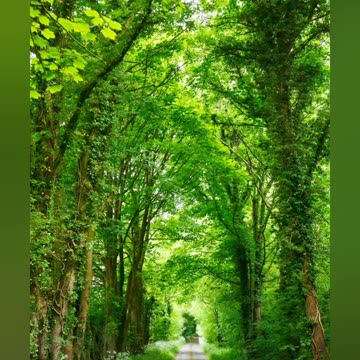 Nature photography with beautiful scenes ☘️☘️☘️☘️☘️☘️☘️☘️☘️☘️☘️