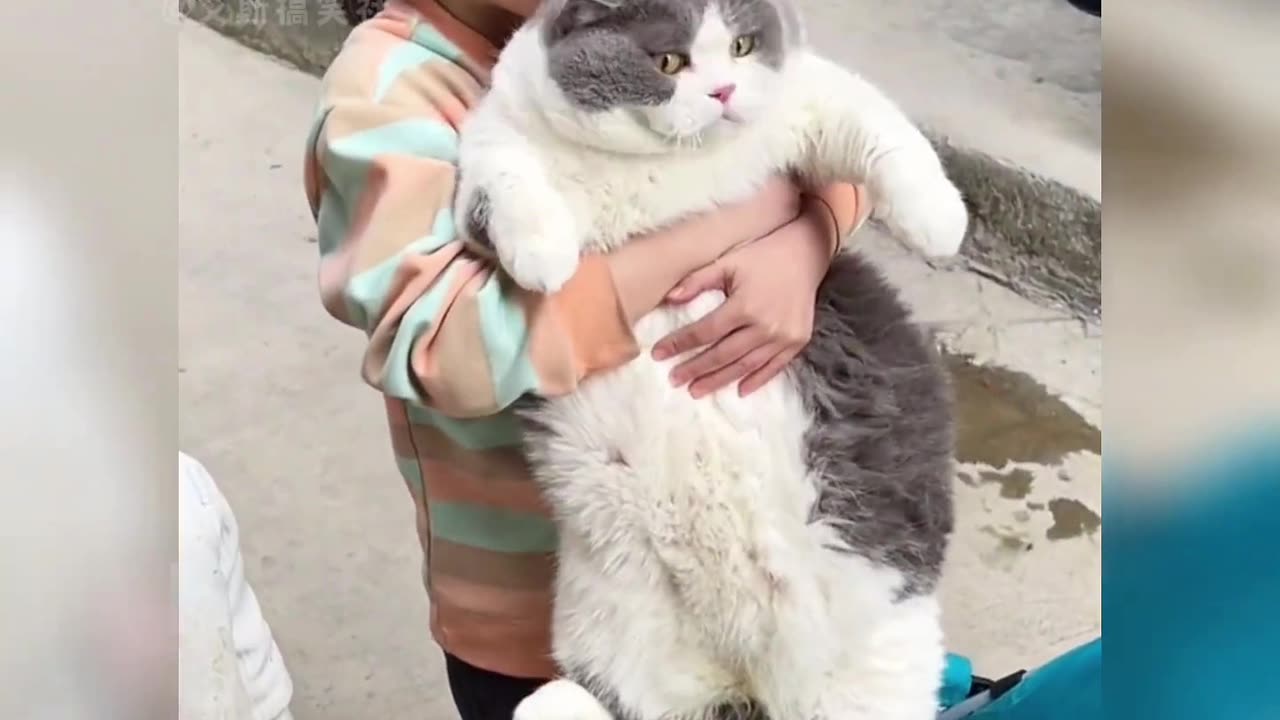 Those super fat funny cats