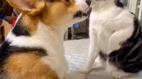 Funny Cat and Dog Fight !Cute Cat ! Funny Video