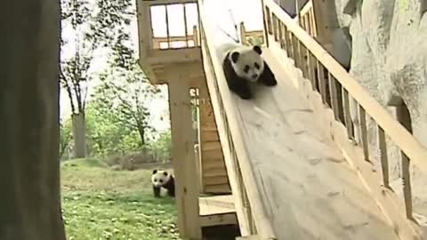 Cute pandas playing on the slide