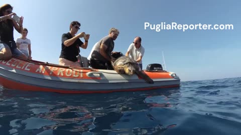 Puglia: liberata la tartaruga ferita da amo da pesca a Bisceglie - turtle released from fishing hook