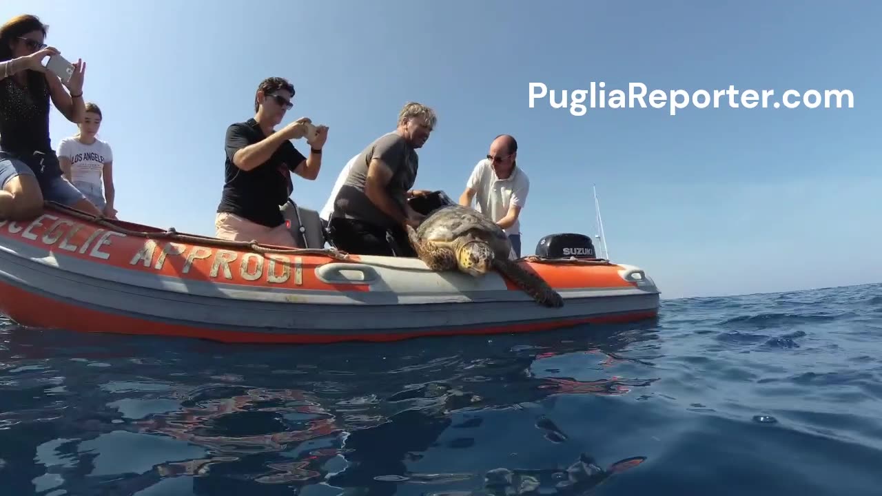 Puglia: liberata la tartaruga ferita da amo da pesca a Bisceglie - turtle released from fishing hook
