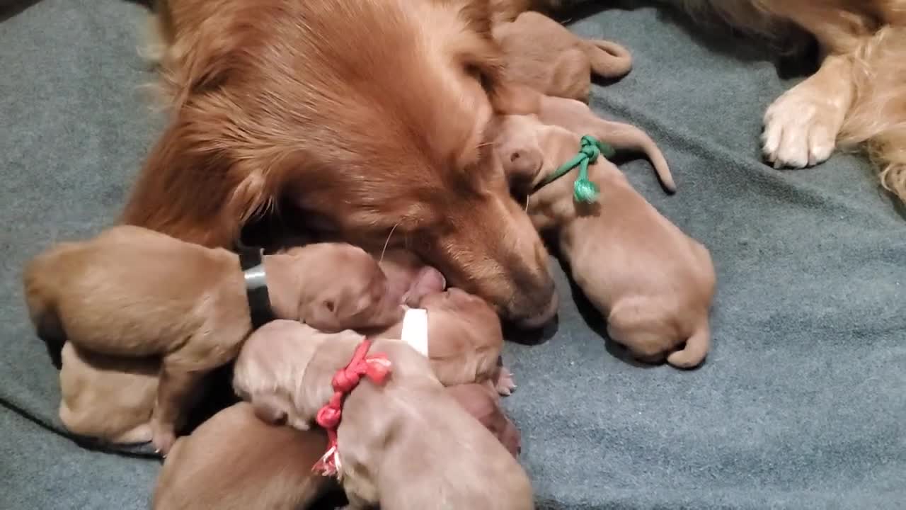 Golden retriever puppies 🐶