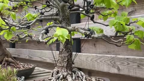 Here’s a tree that used to look more like a bonsai