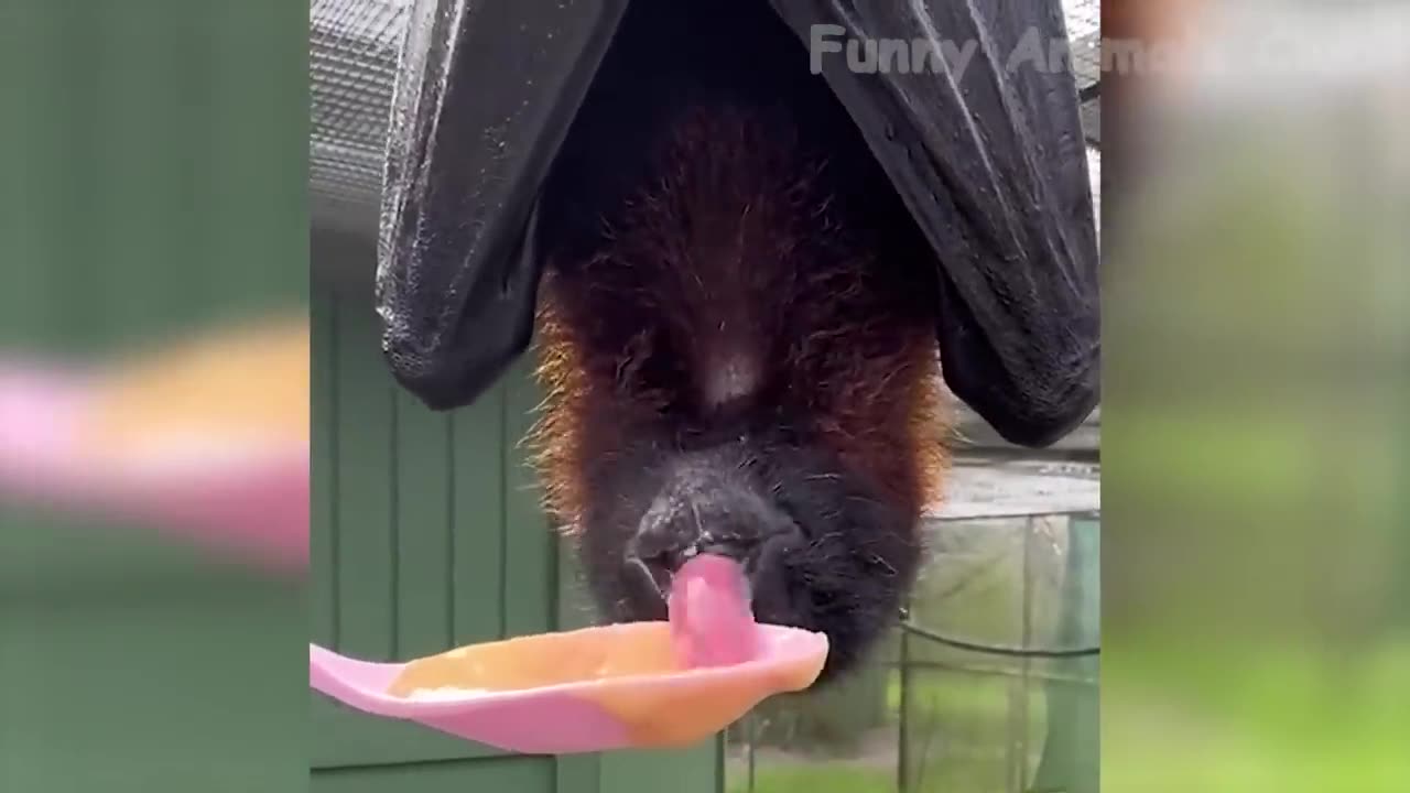 Funny Animal Videos 2023 π - Funniest Dogs And Cats Videos πΊπ