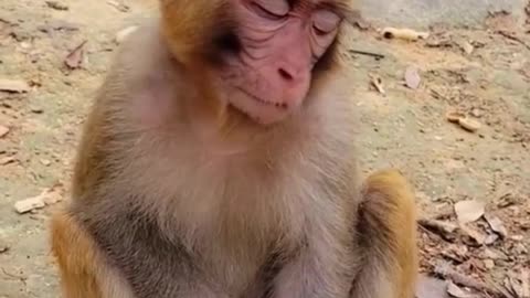 Good morning 🥱🤣😅😋 | Monkey funny dubbing | dubbing video | funny monkey