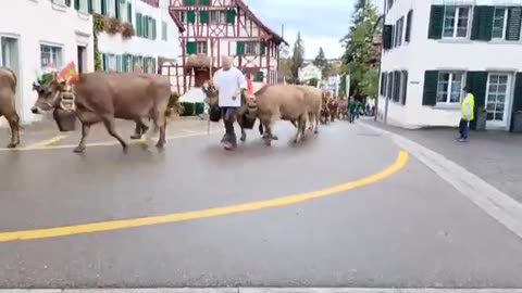 Bull in the road Amazing running public