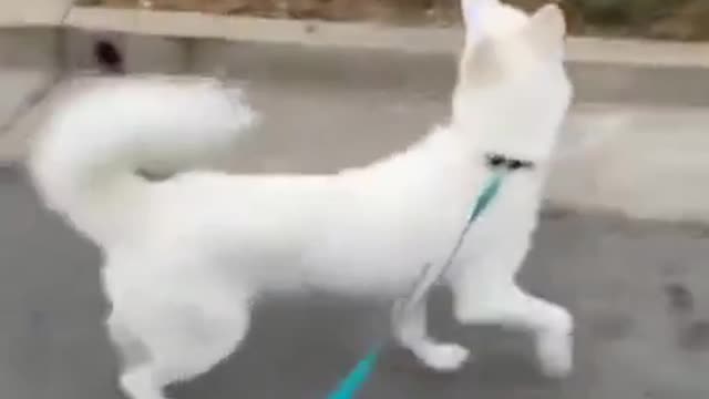 Funny dog ​​staring at the birds