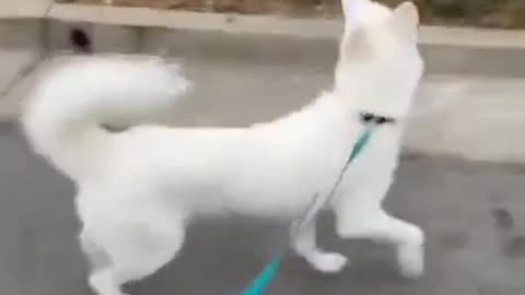 Funny dog ​​staring at the birds