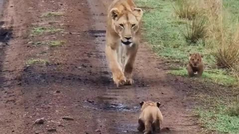 Lion cubs