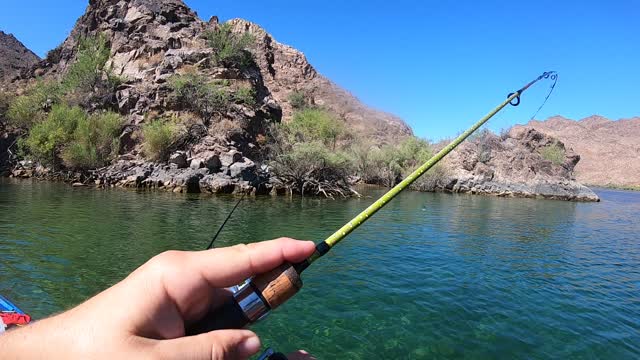 Monster trout in VEGAS