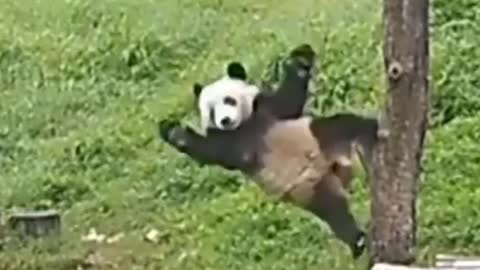 pandas taking tumbles very funny