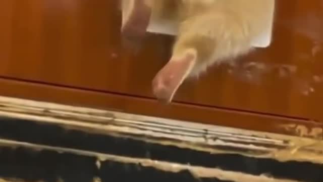 Fluffy baby 😍😍