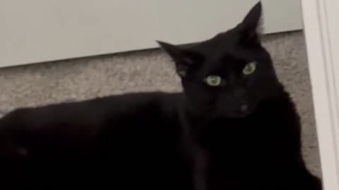 Adopting a Cat from a Shelter Vlog - Cute Precious Piper Looks Like an Animated Sphinx