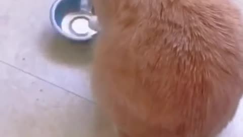 Cute and funny cat video.