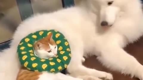 Friendship between dog and cat | Videos Compilation 2021 | Best Funny Videos 2021