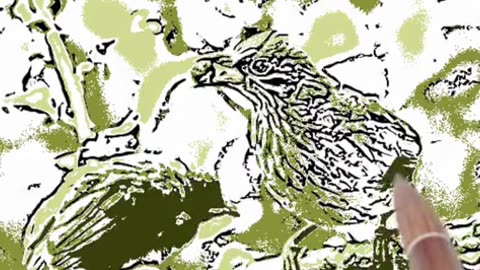 Quick and Easy Bird Sketching Tutorial